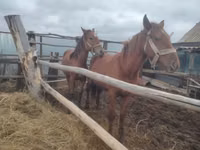 Kuda betina, Horses — foto 1