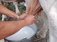 Cow, Cattle — photo 3