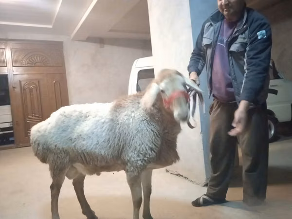 แกะตัวผู้, Edilbay sheep — อุซเบกิสถาน
