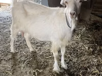Geit, Dutch Landrace goats — foto 4