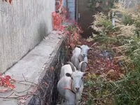 Goat, Goats — photo 6