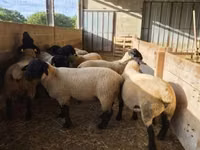 Ovan, White Suffolk sheep — fotografija 4