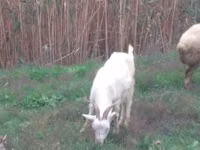 Cabra, Saanen goat — foto 3
