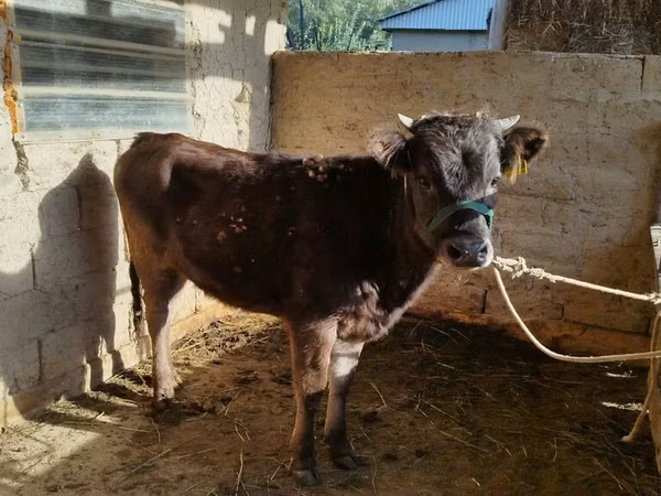 Bull, Russian Black pied cattle — Kyrgyzstan