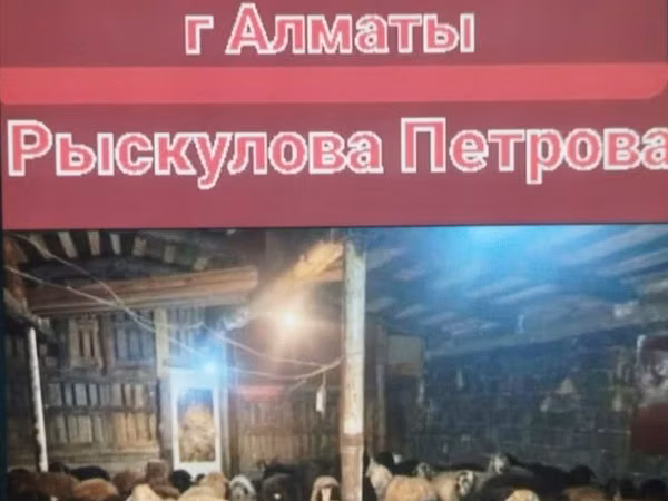Ram, Sheep — Kazakhstan