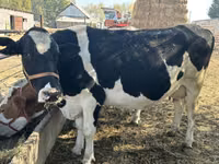 Cow, Holstein breed — photo 2
