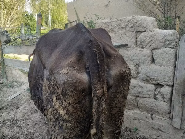 Cow, Brown Latvian — Kyrgyzstan