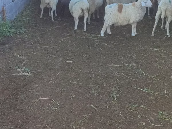 Sheep, Sheep — Kyrgyzstan