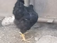 Chickens — รูปภาพ 5