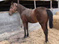 Mare, Thoroughbred horse — photo 6