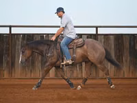 公马, Quarter Horse — 照片 2