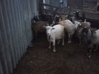 Буз, Бузҳо — акс 4