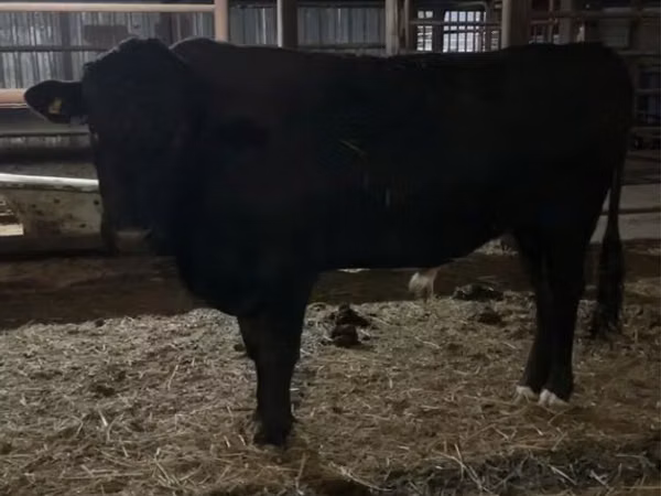 Bull, Aberdeen-Angus — Kazakhstan