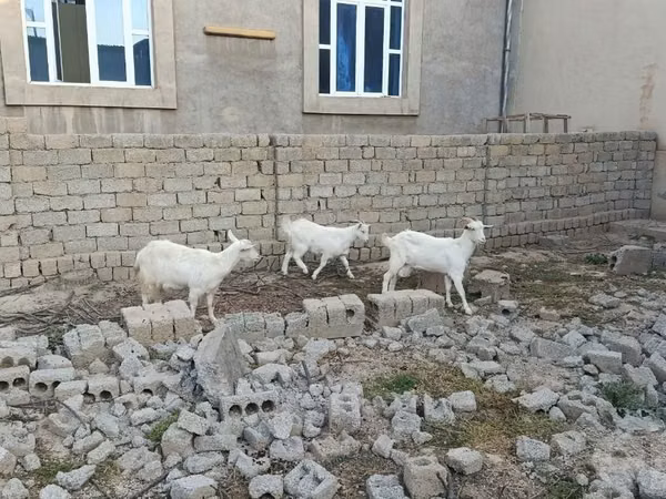 Буз, Saanen goat