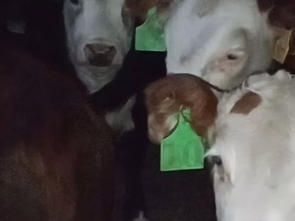 Cow, Cattle — Kazakhstan