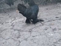 Japanese Bantam — photo 3