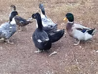 Ducks — عکس 3
