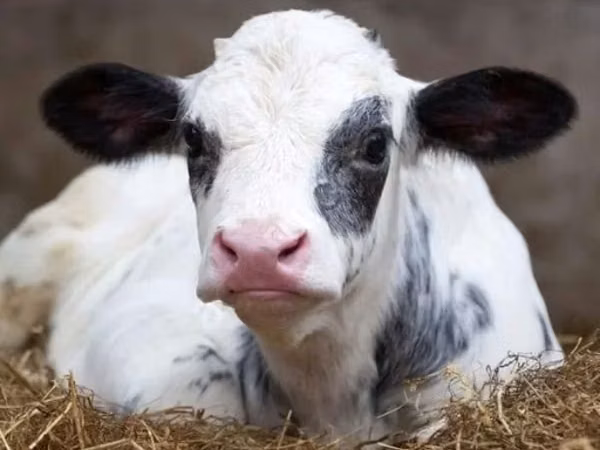 Bull, Holstein breed — Russia