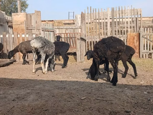 Ram, Sheep — Kazakhstan