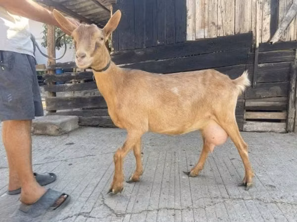 Goat, Goats — Hungary