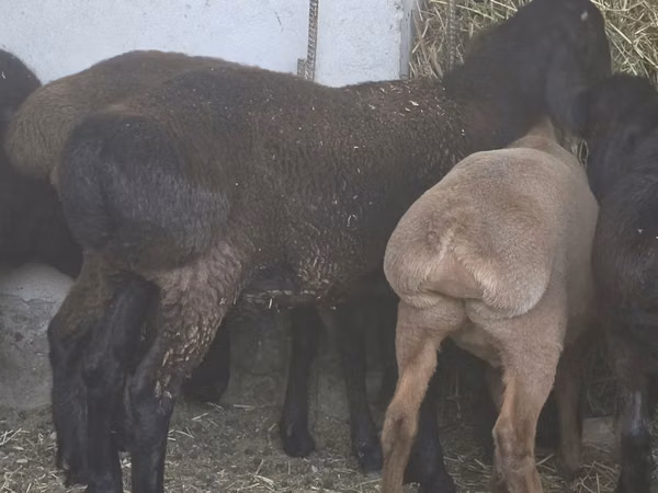 Ovan, Hissar sheep — Узбекистан