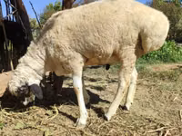 Ram, Blackheaded Persian sheep — photo 6