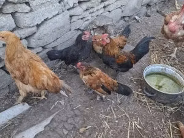Yakido — Hungary