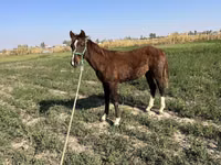 اسب نر, اسب — عکس 6