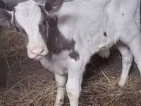 Stier, Runderen — foto 3
