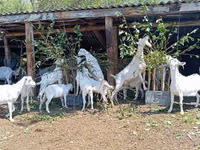 Billy Goat, Saanen goat — photo 7