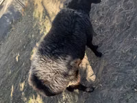 Ram, Sheep — photo 5