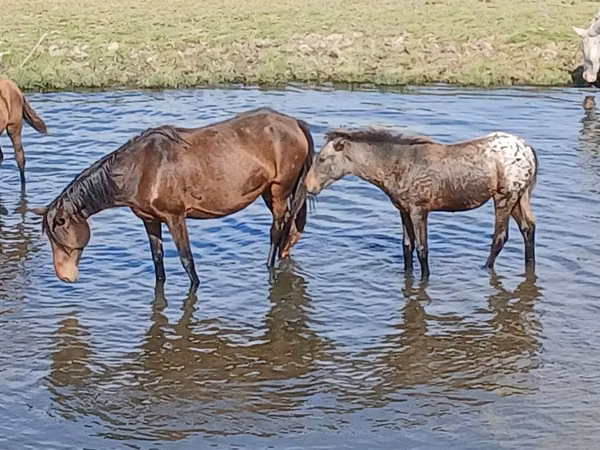 Kuda betina, Horses — Kazakhstan