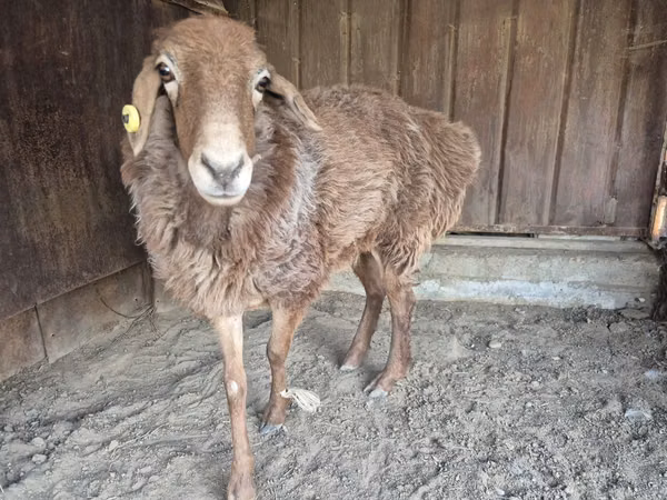 Sheep, Sheep — Kazakhstan