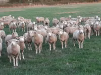 میش, Ile-de-France sheep — عکس 1
