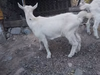 Billy Goat, Goats — photo 2