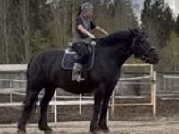 ሴት ፈረስ, Percheron — ፎቶ 1