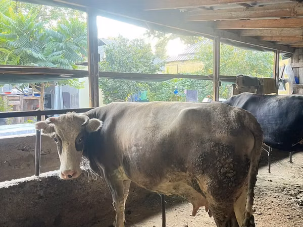 Cow, Alatau breed — Kyrgyzstan