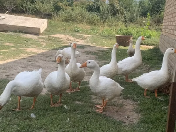 Geese — Kyrgyzstan