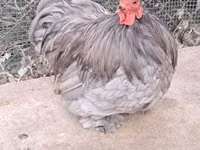 Pekin Bantam — foto 3
