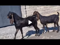 แพะตัวเมีย, Kamori goats — รูปภาพ 1