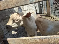 Buk, Alpine goat — foto 2
