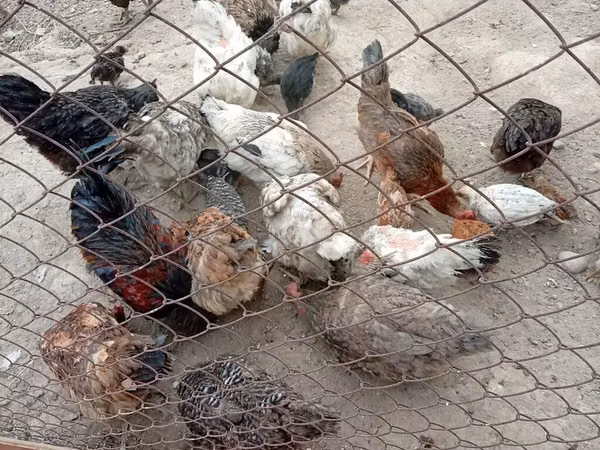 Chickens — Kirgistaan