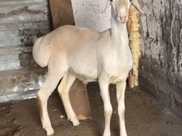 Ram, Rhon sheep