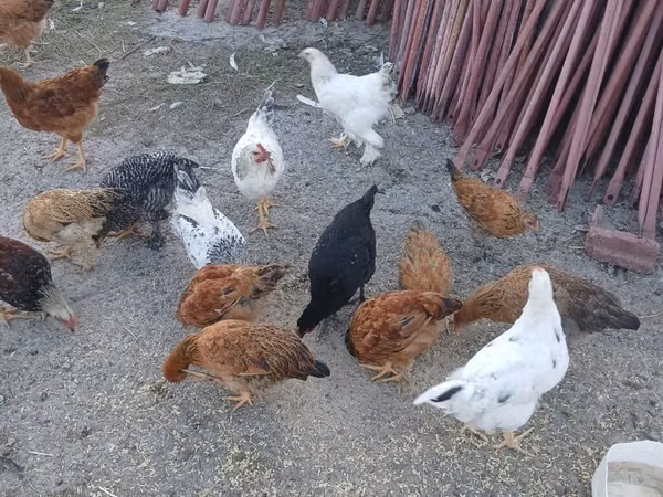 Chickens — Kyrgyzstan