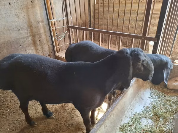 Ram, Sheep — Uzbekistan
