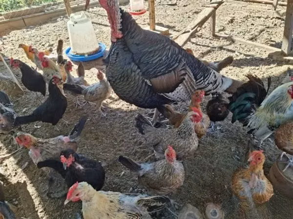 Turkeys