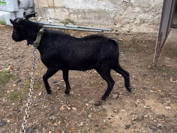 Kambing jantan, Murcia-Granada goats