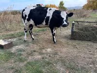 Cow, Russian Black pied cattle — photo 4