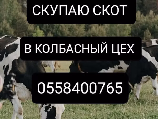 Bull, Cattle — Kyrgyzstan