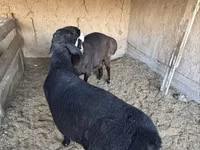 Խոյ, Ոչխարներ — լուսանկար 3